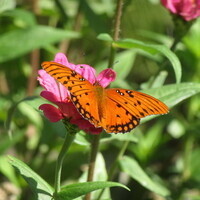Native Plants & Pollinators Workshop