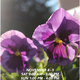 Botanic Garden Plant Sale