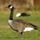 Jobs PLUS Event: Standing on One Leg - What Canada Geese and Leaders Have in Common