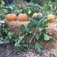 Robb Garden Farmers Market