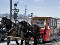 Horse Drawn Carriage Rides
