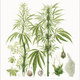 Cannabis, Cannabinoids, and Health After Legalization