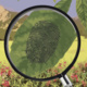 CU on the Weekend: Plants That Unmask Criminals