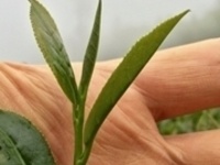 Beyond the Basics - Session 5: Yellow and White Tea