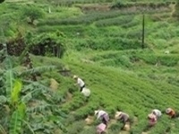 Beyond the Basics - Session 6: Green Tea