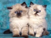 Feline Follies Feline Follies