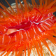 Living together: How marine animals treat enemies and friends