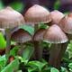 Mycology and Mushroom Growing Sustainability Skills Workshop