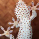 Biomimicry- Field Exercises in Nature Based Solutions