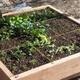 Basics of Colorado Gardening