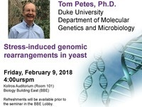 Stress-induced genomic rearrangements in yeast