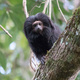 Global Seminar: Conservation Biology & Practice in Brazil’s Atlantic Forest - Info Session