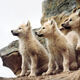 Film Screening and Discussion: Medicine of the Wolf