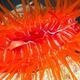 Living Together: How Marine Animals Treat Enemies and Friends