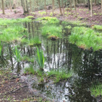 Pop-up Garden: Delmarva Bays: Spring To Life