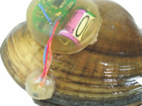Science on Tap - Freshwater Mussels to the Rescue?