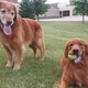 Therapy Dog Team