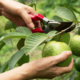 Hands-On Fruit Tree Pruning Workshop