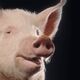 SOLD OUT | Animal Farm: A play adapted by Nelson Bond