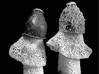 Focus on Fungus Focus on Fungus