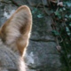 Biology Seminar- Peer Into the Secret Lives of Coyotes