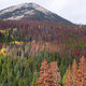 Climate Change in our Backyard: Bugs and Burns - Mountain Pine Beetles in Colorado