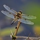 FREE Museum Family Day: Nature's Aviators