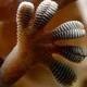 Biomimicry: Nature Based Solutions Evening Talk