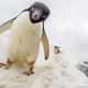 Signy Island—an Antarctic Oasis Stories and Images from the Penguin Highway