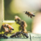Permaculture 101