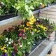 Northwest Horticulture Department Plant Sale