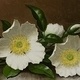 Family Day: Bloom Where You’re Planted