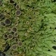 Lichens for Everyone!