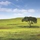 The Voice of the Prairie: A play by John Olive