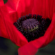 Dance of Life / Sonic Landscape : The B-Minor Mass