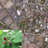 UofL Serviceberry Harvest!