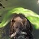 Bears and Aurora of Alaska