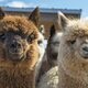Lunch with the Llamas