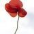 Exhibition: Poppies: Women, War, Peace