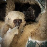 Yoga with the Gibbons