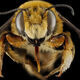 A Bee’s Eye View