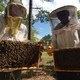 Saturday @ the Rock: Into the Hive