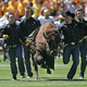 Ralphie's Corral: CU vs. UCLA