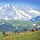 Elk Bugle Viewing at Rocky Mountain National Park