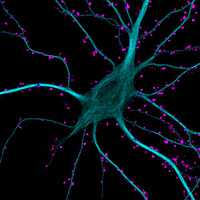 Synaptic Stories
