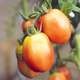 Eco-Engage Tour: Sustainable Agriculture