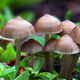 Introduction to Mycology and Mushroom Growing