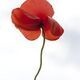 Lee Karen Stow on Poppies: Women, War, Peace