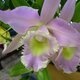 Northeast Georgia Orchid Society Meeting