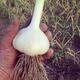 Grow Great Garlic! Cultivating Organic Garlic in the Home Garden & Small Farm